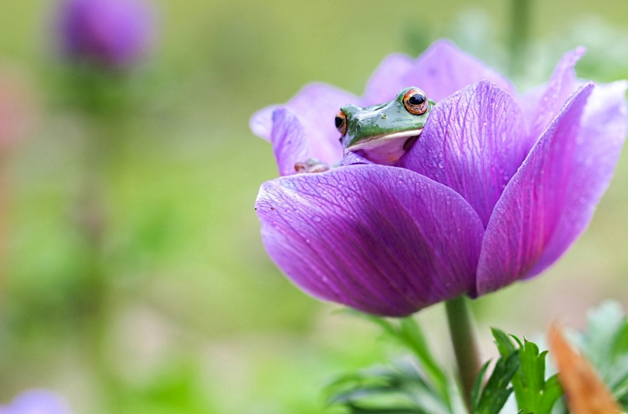 Frogs_Violet_442474.jpg.08556517cce9c4e1