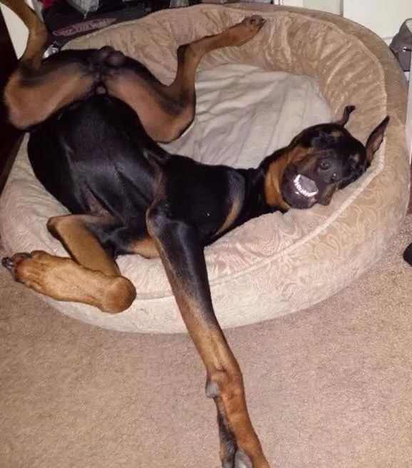 a533112e6e2e119a36cc85f1d0ca4297--doberman-funny-doberman-pinscher.jpg